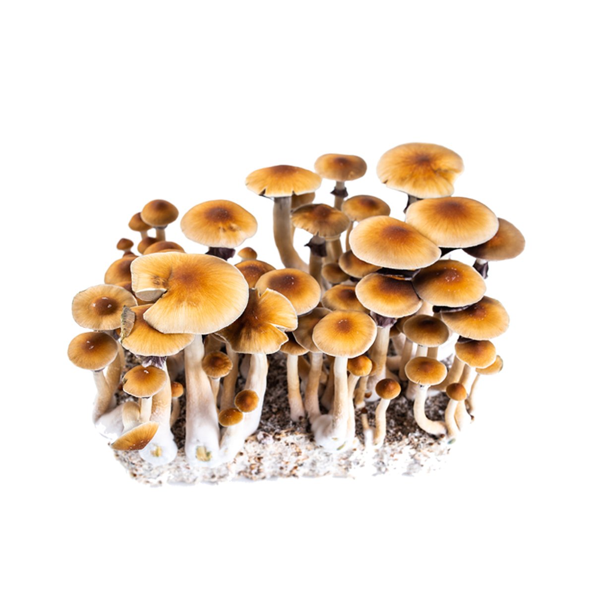 Golden Teacher Mushrooms - Psychedelic Magic Mushroom Strain