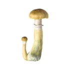 B+ Magic Mushroom