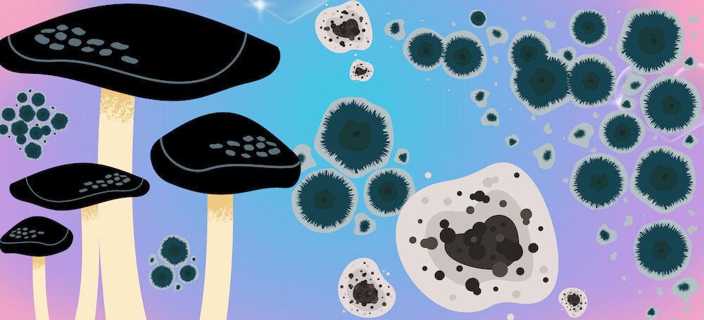 Psilocybin spores: the tiny yet mighty fungi