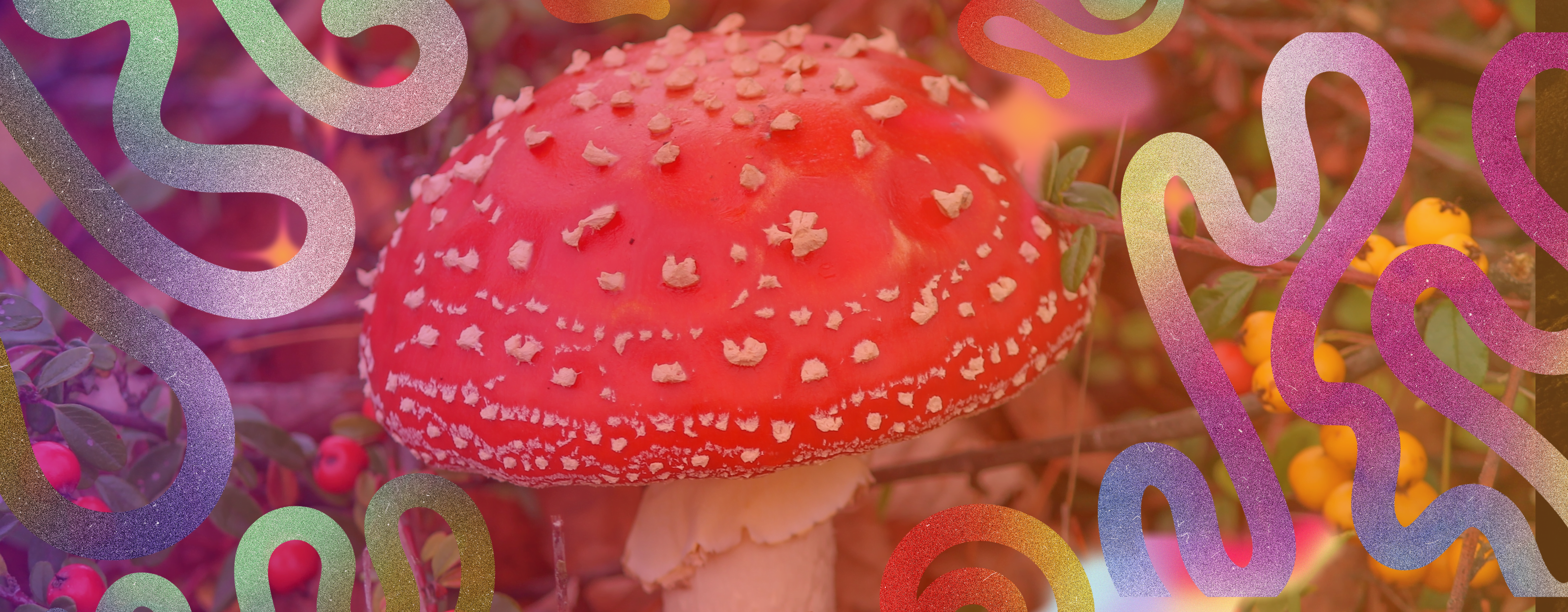 Craving Amanita Gummies? Here’s Where to Score the Best Quality!