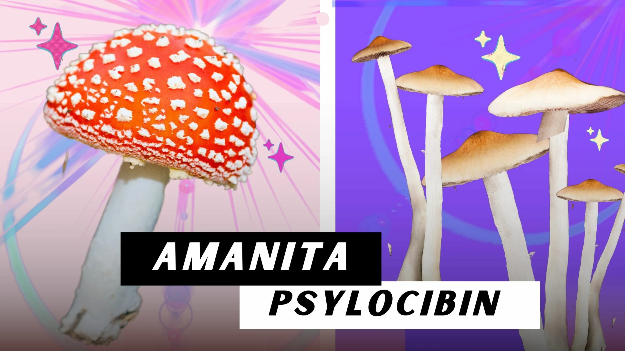 Amanita Muscaria vs Psilocybin Mushrooms: Exploring the Differences