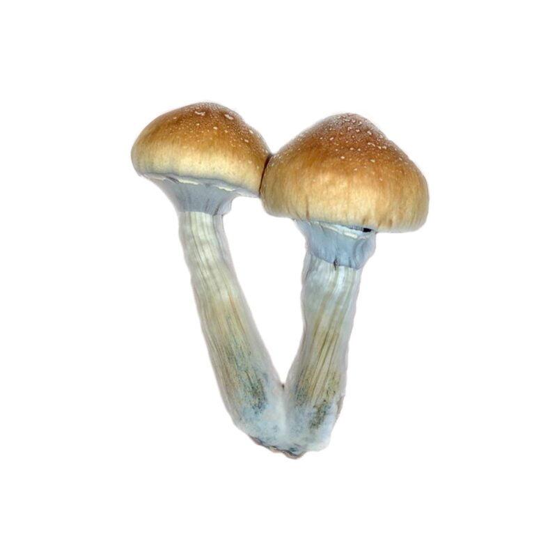 Burma Mushroom