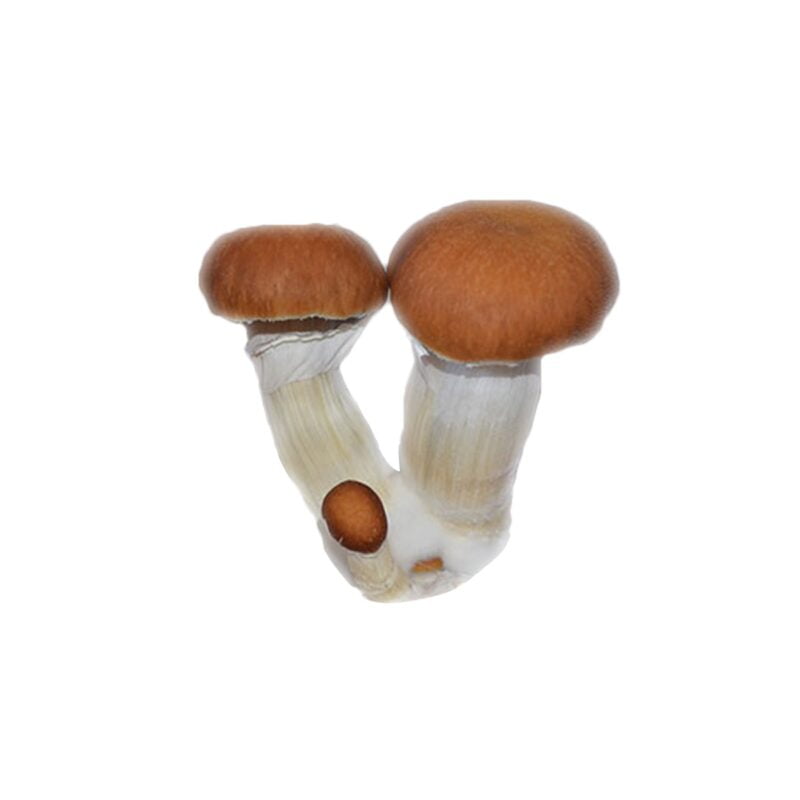 Malabar Mushroom