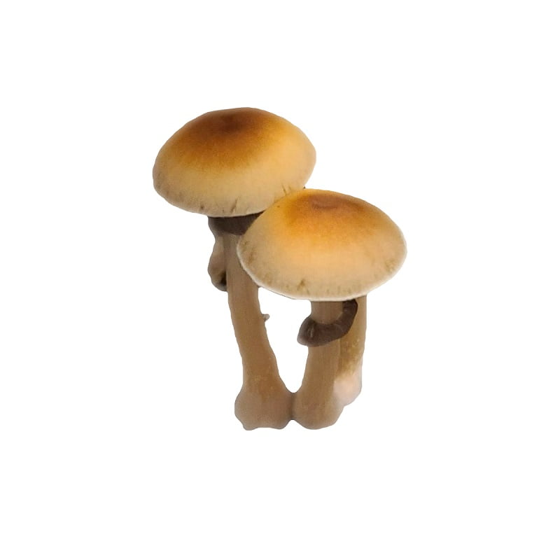 Mazatapec Mushroom