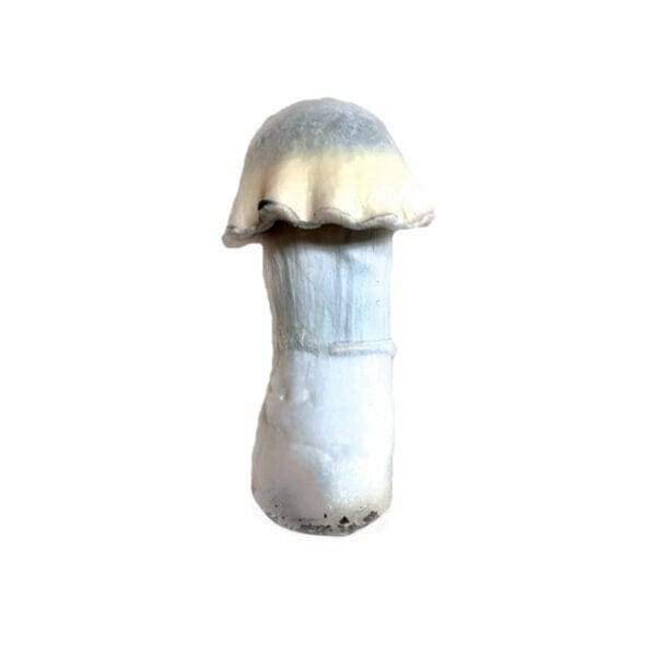 Ghost Mushroom Liquid Culture (10ml)