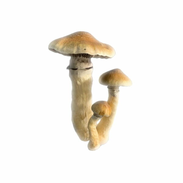 Tidal Wave Mushroom Liquid Culture (10ml)