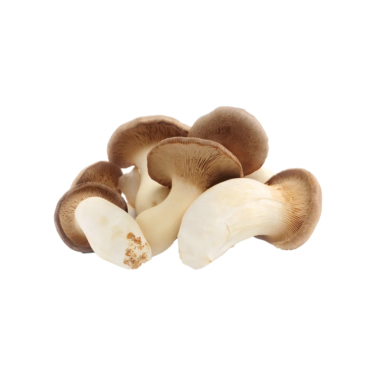 King Oyster Mushroom Liquid