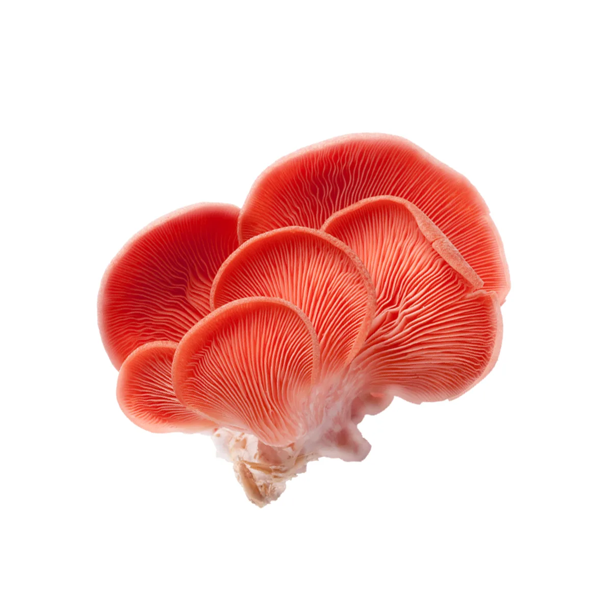 Pink Oyster Mushroom