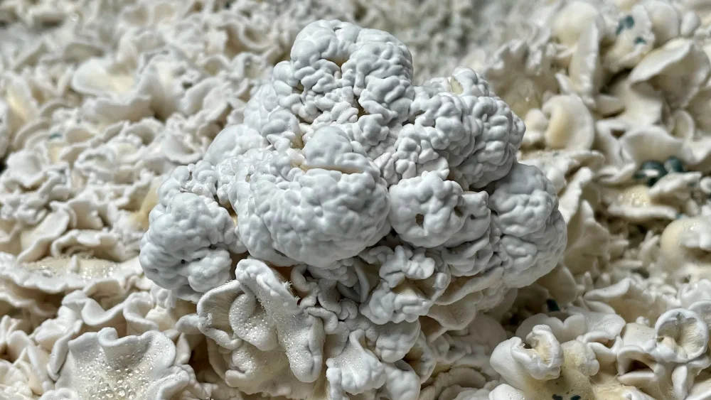 6 Steps for a Successful Enigma Mushroom Harvest [Expert Guide]