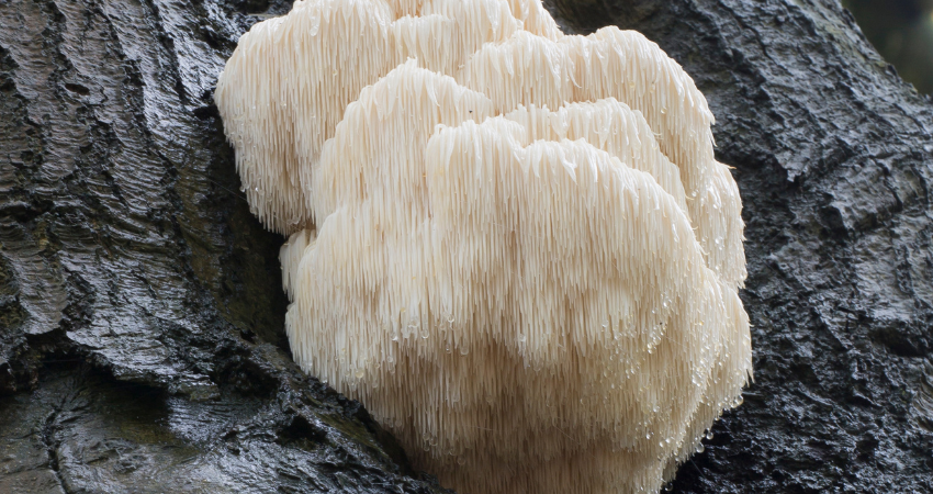 How to Grow Lion’s Mane Mushrooms at Home: Easy Steps for Beginners