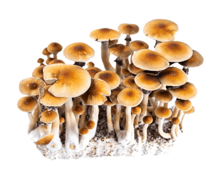 Calculate Your Microscopy Mushroom Dose Every Time