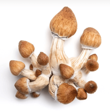 Calculate Your Microscopy Mushroom Dose Every Time