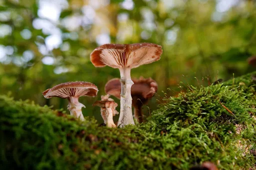 Inside the Mycelium Network: How Fungi Communicate Beneath Our Feet