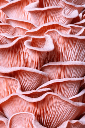How Pink Oyster Mushrooms Support Health and Vitality