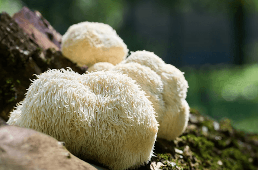 How to Cook Lion’s Mane Mushrooms