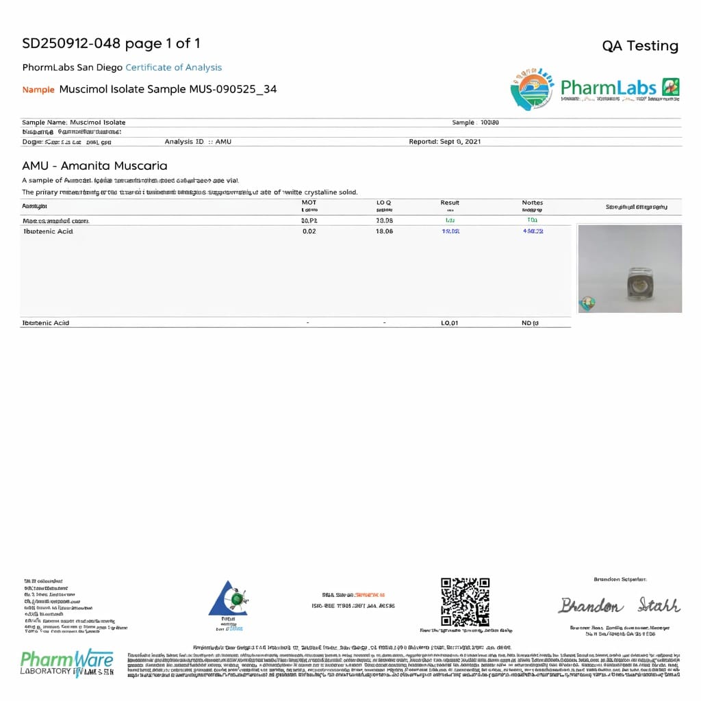 Nootropic Chocolates