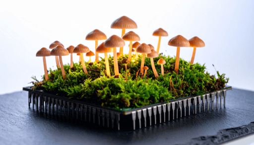Functional Mushroom Kits Explained: What Each Kit Teaches You About Fungi