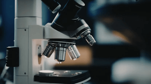 Understanding Spore Germination: A Timeline and What You’ll See Under the Lens