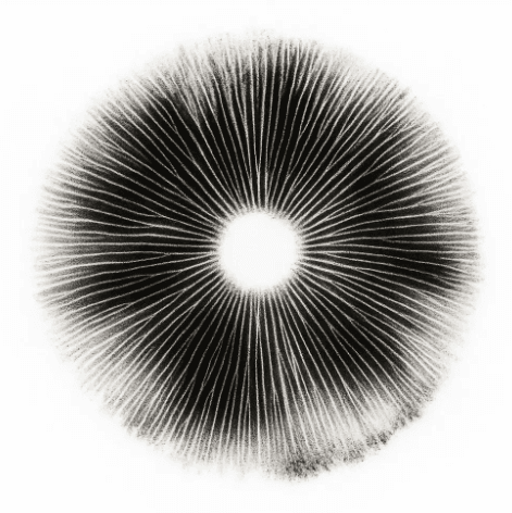 Spore Prints