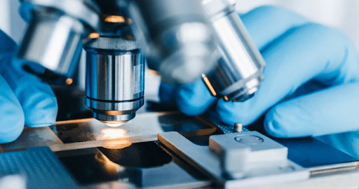 Strain Spotlight: Surprising Traits of Lesser-Known Mushroom Spores