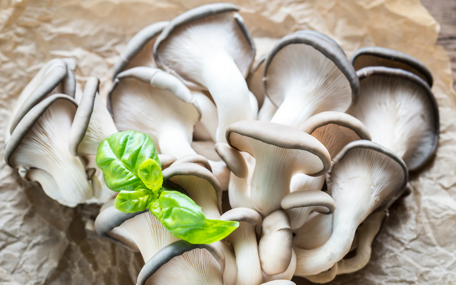 Oyster Mushroom Health Benefits: Why They’re Good for You