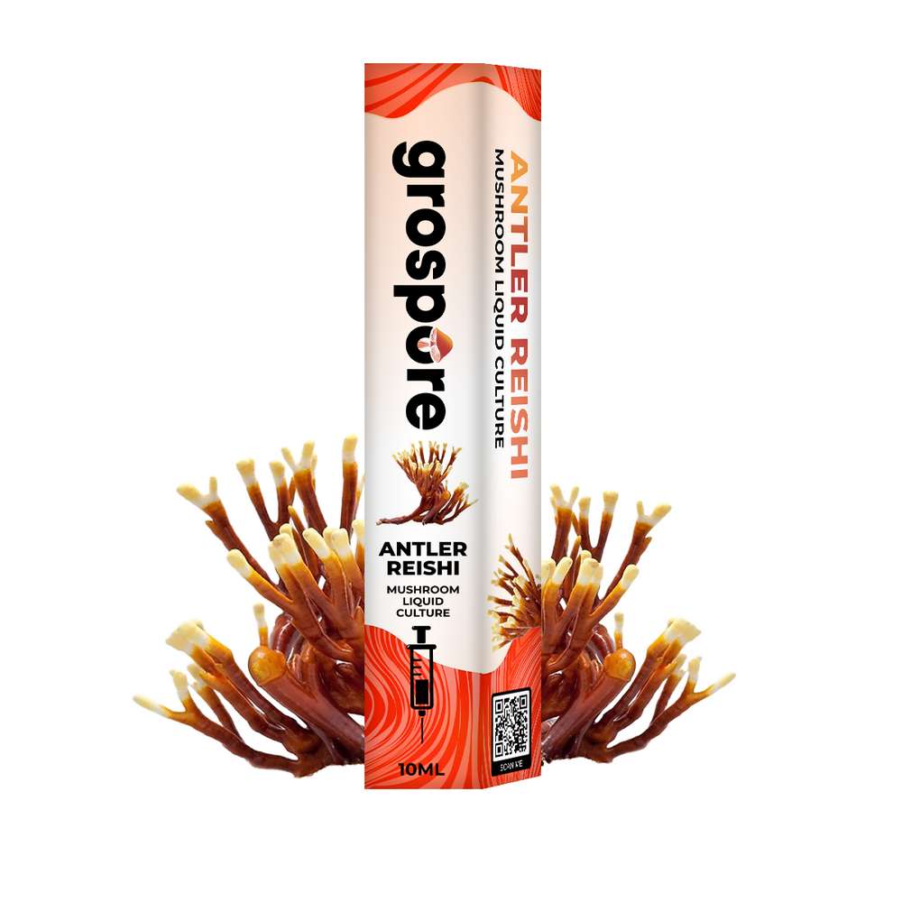 GROSPORE BOX ANTLER REISHI_2 Grospore Antler Reishi Mushroom Liquid Culture Syringe – 10ml