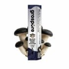 Grospore Black Pearl King Oyster Mushroom Liquid Culture Syringe – 10ml