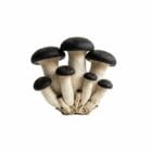 Grospore Black Pearl King Oyster Mushroom