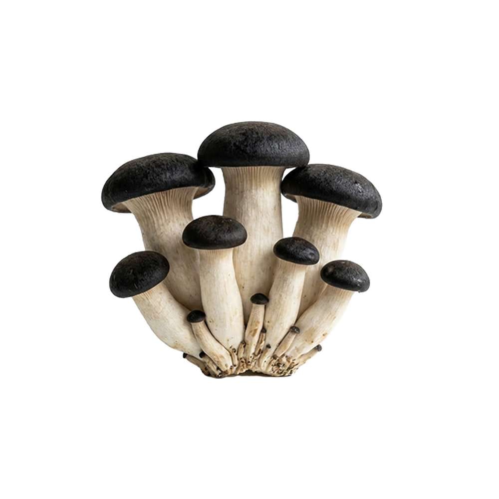 Grospore Black Pearl King Oyster Mushroom