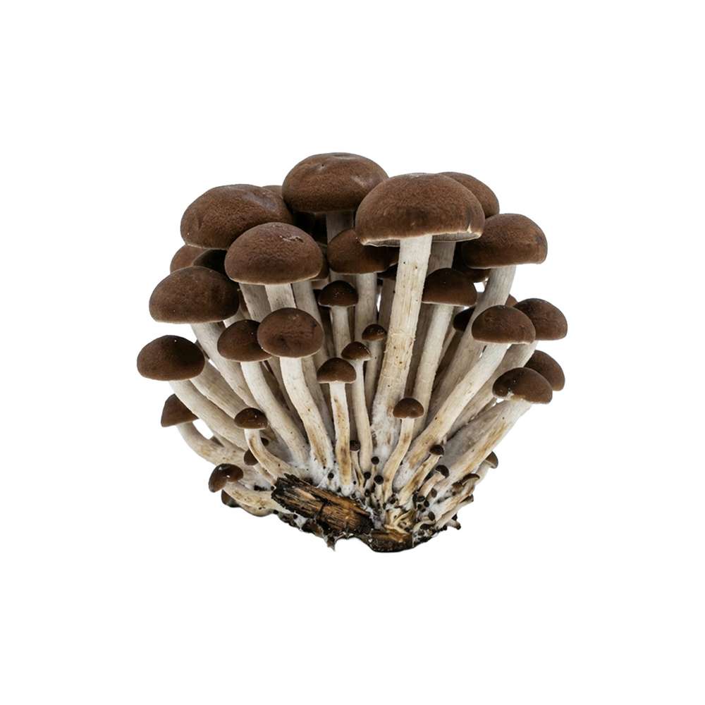 Grospore Black Poplar Mushroom
