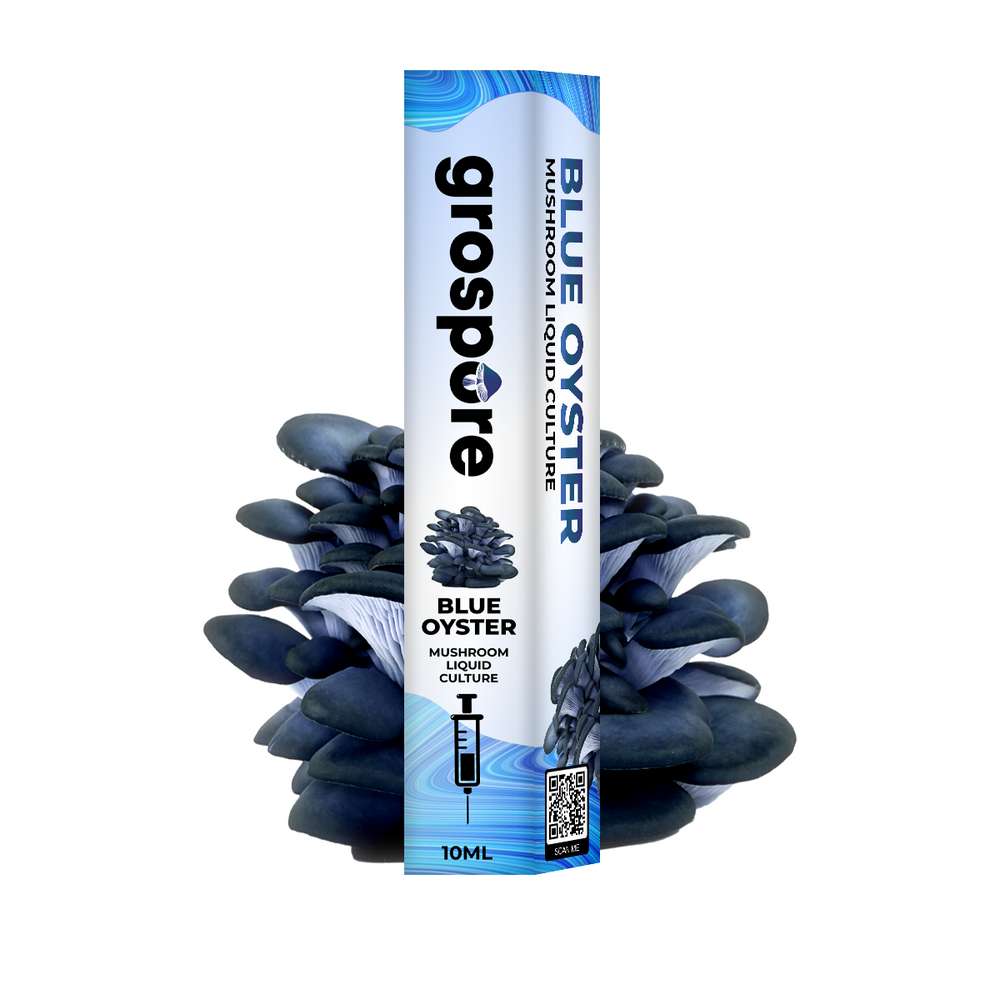 GROSPORE BOX BLUE OYSTER_2 Grospore Blue Oyster Mushroom Liquid Culture Syringe – 10ml