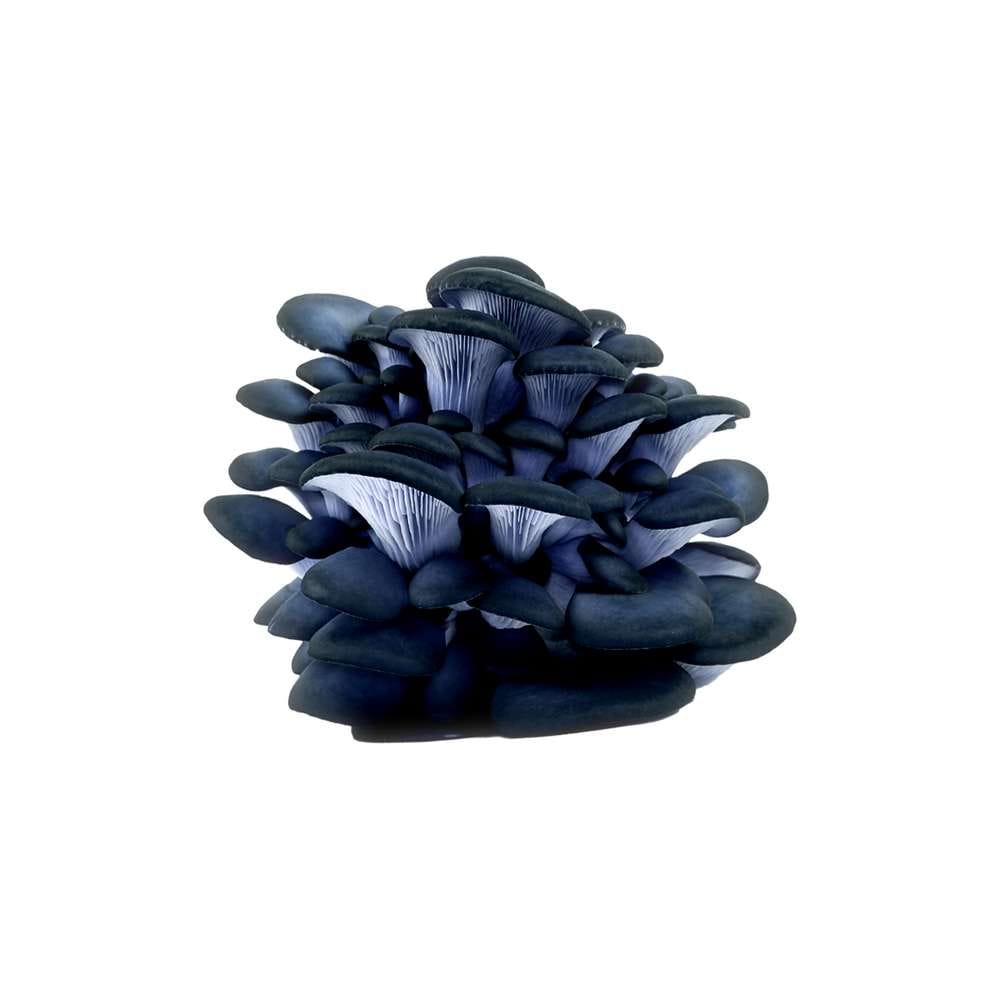 Grospore Blue Oyster Mushroom