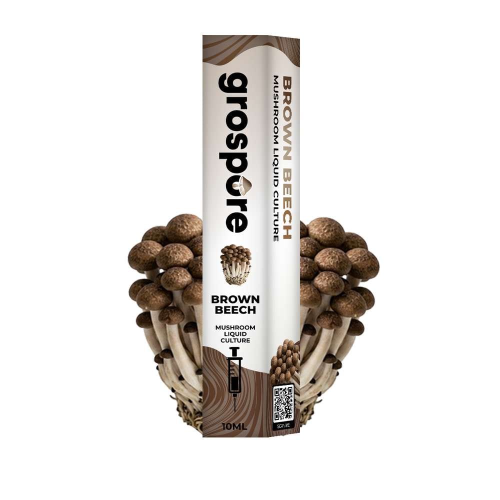 GROSPORE BOX BROWN BEECH_2 Grospore Brown Beech Mushroom Liquid Culture Syringe – 10ml