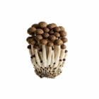 Grospore Brown Beech Mushroom