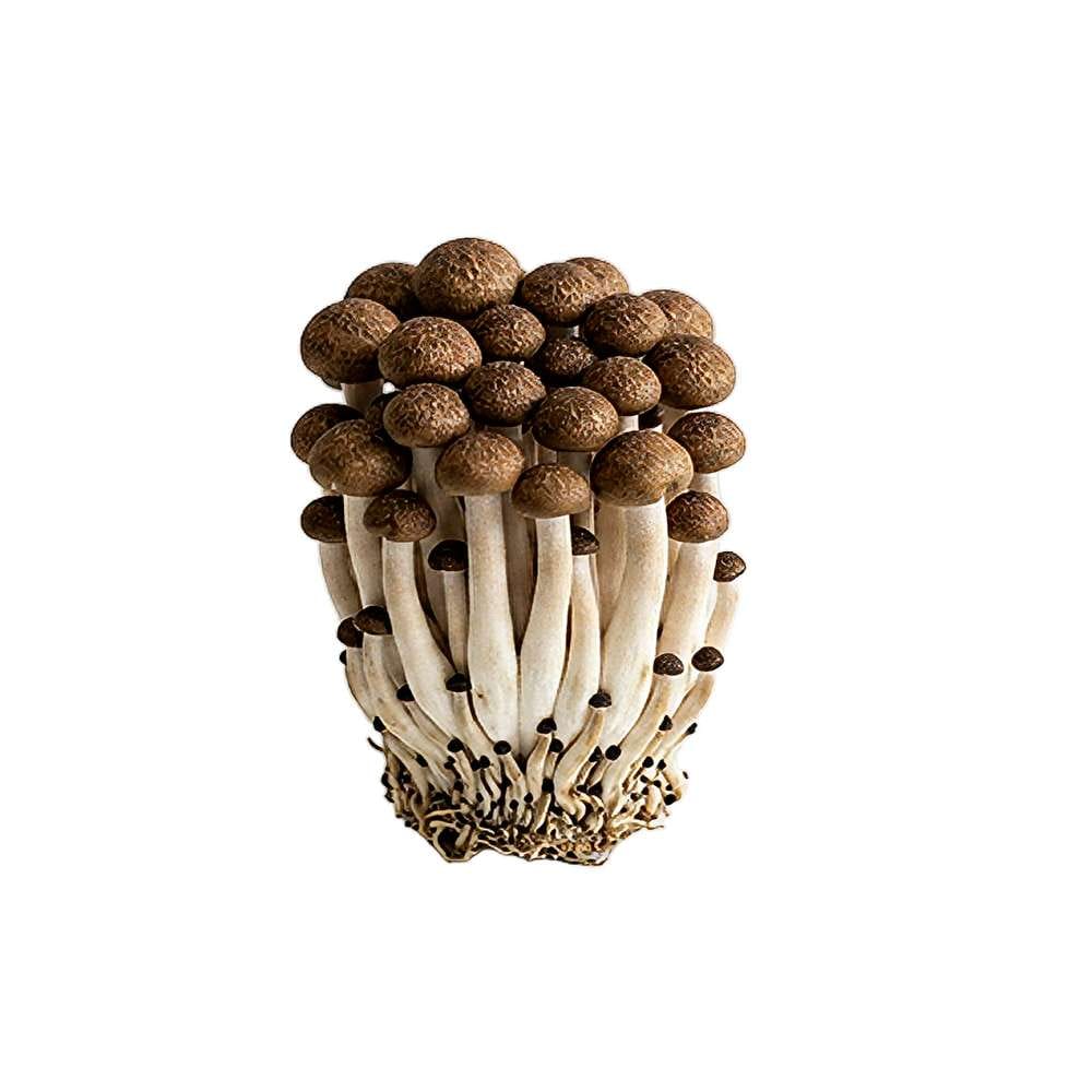 Grospore Brown Beech Mushroom