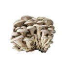 Grospore Elm Oyster Mushroom