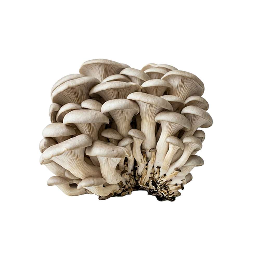 Grospore Elm Oyster Mushroom