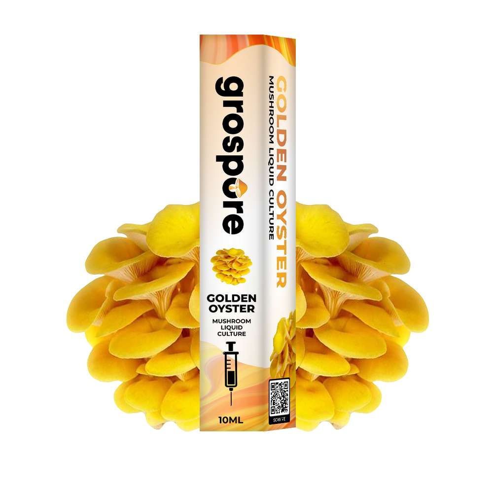 GROSPORE BOX GOLDEN OYSTER_2 Grospore Golden Oyster Mushroom Liquid Culture Syringe – 10ml