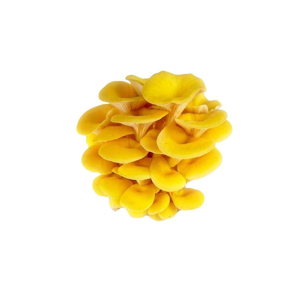 Grospore Golden Oyster Mushroom