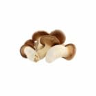Grospore King Oyster Mushroom