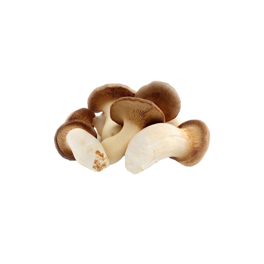 Grospore King Oyster Mushroom