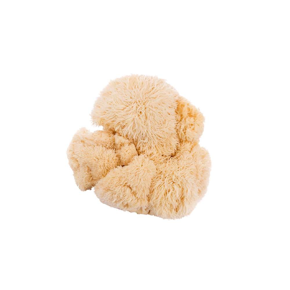 Grospore Lion's Mane Mushroom