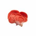 Grospore Pink Oyster Mushroom