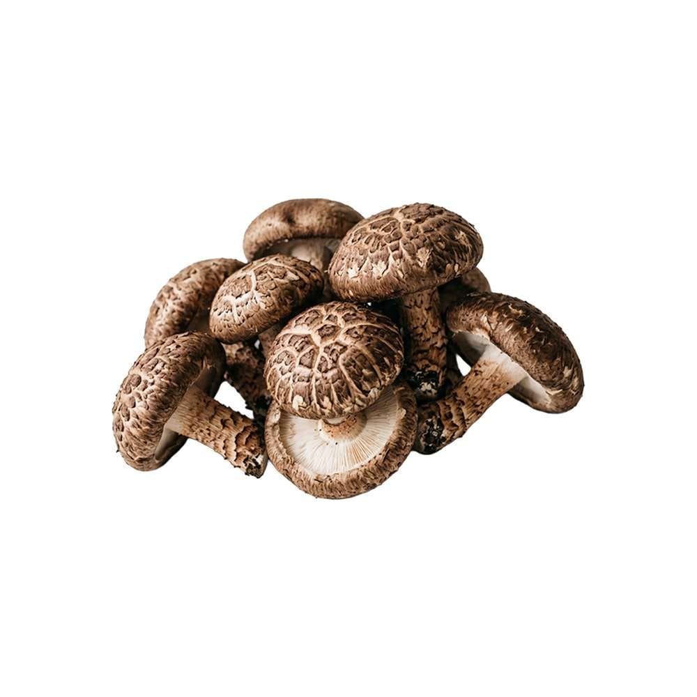 Grospore Shiitake Mushroom